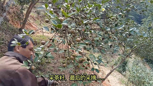 采茶籽，最后的采摘……