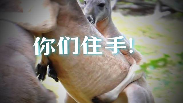 热心鼠在线劝架