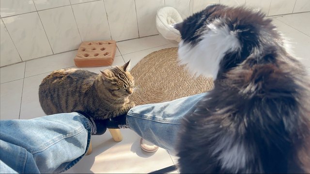 太阳晒出了小猫味