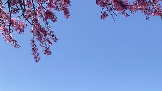 苍山洱海下，第一次见到冬天的樱花