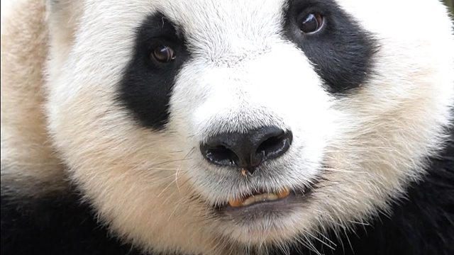 我宣布，星语是最好的猫猫