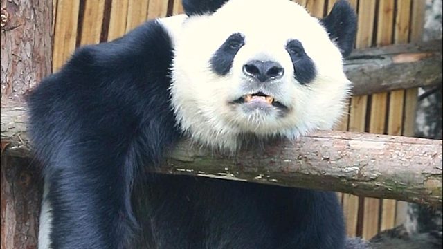 熊熊我呀 燃尽了