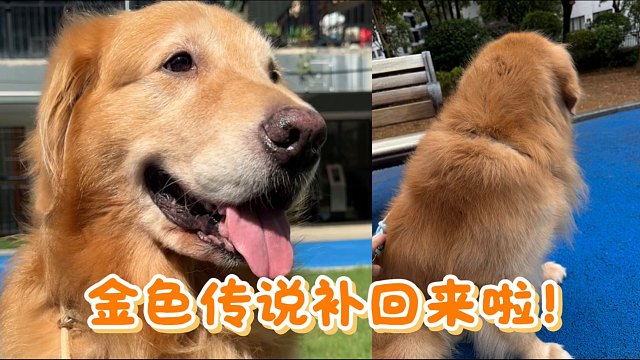 狗子：阿涛你的发量好像没有我多？