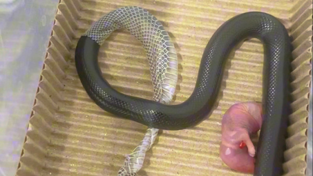 黑王蛇皮这么长