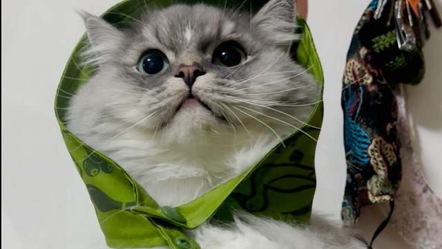 有人说我像大灰狼