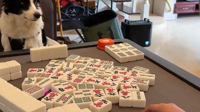 狗狗打麻将的心思缜密