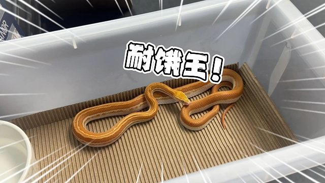 传奇耐饿王诞生！三个月没未进食都还活着