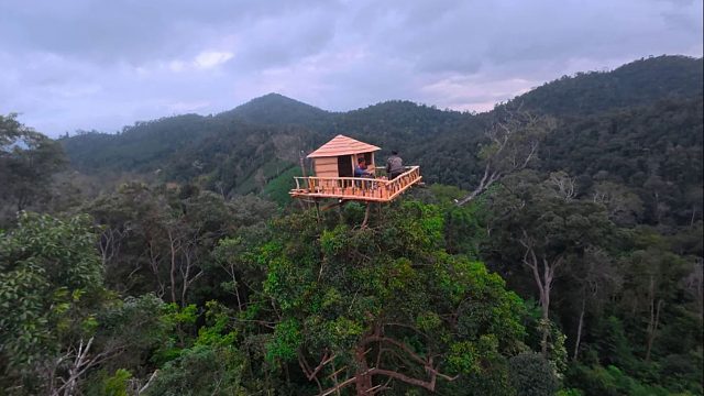 父子俩真的是绝了，在60米高空的树尖上，建造出木屋在上面居住