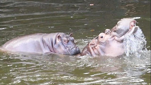 喜欢在妈妈背上“滑滑梯”