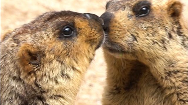 动物也有独特的撒狗粮方式噢