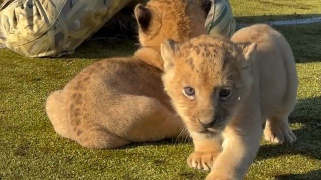晒太阳的狮子宝宝，感觉闻到小猫味儿了！