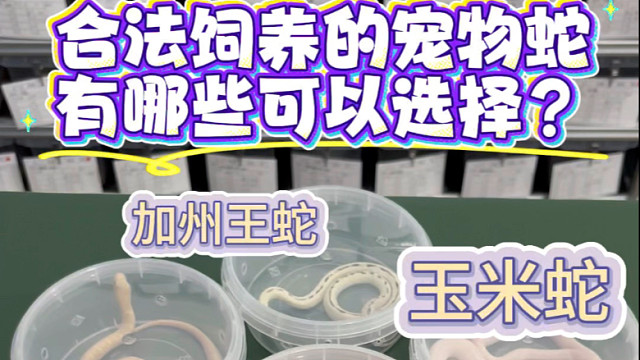 合法饲养的宠物蛇有哪些