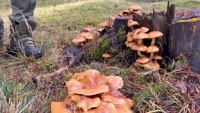 一夜大雨，夫妻二人窝在房车了睡觉好享受，醒来还在森林里采了不少的蘑菇