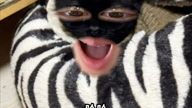 介绍一下猫咪的各种粑粑该怎么处理