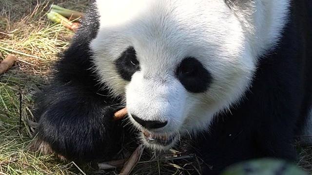 全网最省心猫猫星愿