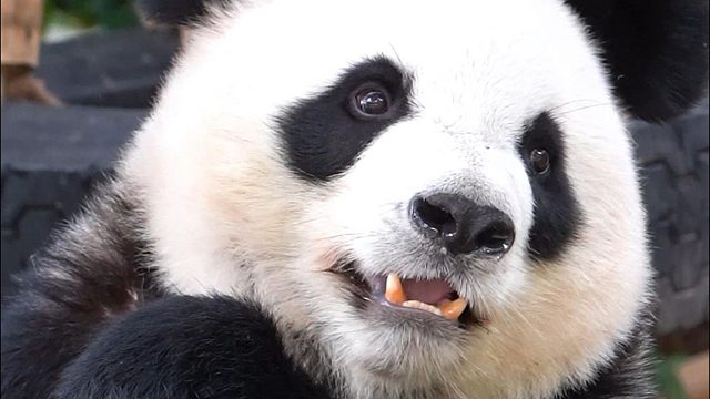 人，承认吧，你也很为我着迷吧