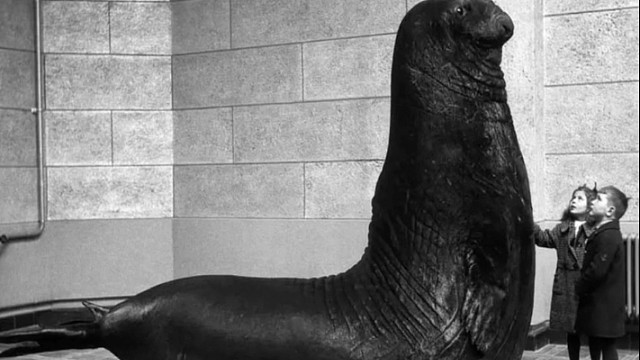 象海豹：地球最大食肉目，在儿童面前像个紧张的新兵蛋子！