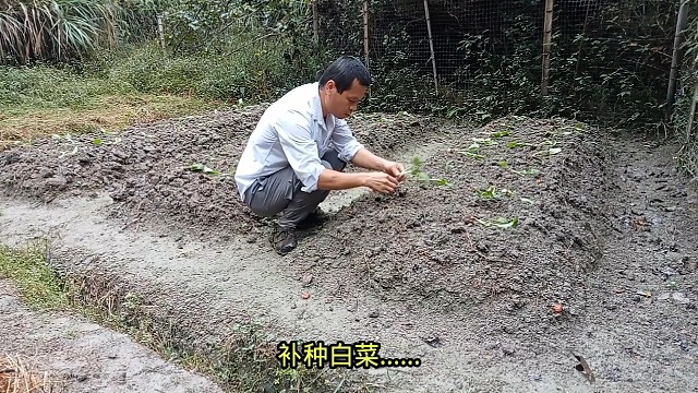 补种白菜……