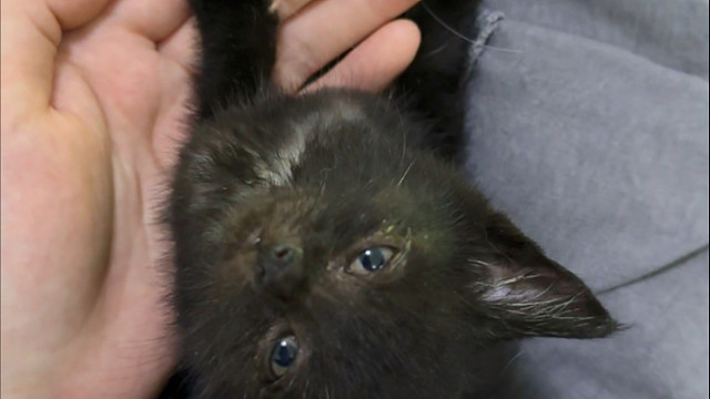 入冬之前捡到了一只小猫