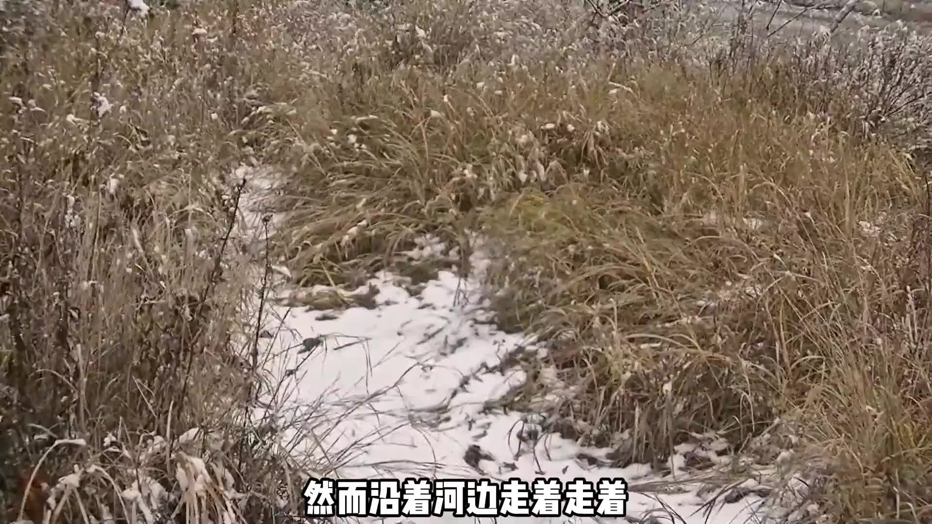 独居第五季的选手在蒙古鏖战了30天纷纷加入了灭鼠大军 (3)