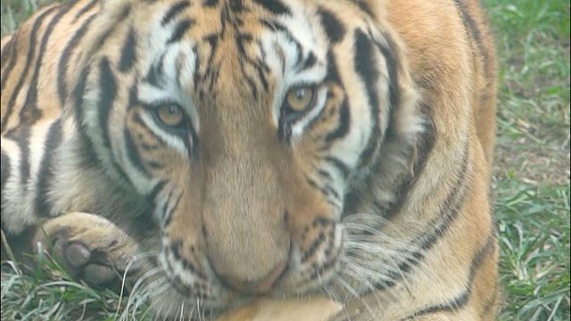 ：准备好了吗，我要开始玩咯