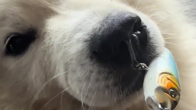 没事你咬他干啥