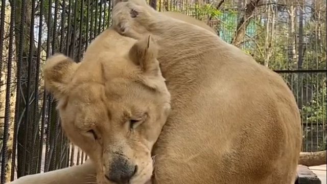 白色母狮子的大鸡腿形态！