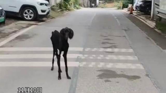 11月10日（采访），重庆。重庆一女子在南山上遇到流浪动物，瘦骨嶙峋，一时分不清是羊还是狗，“它现在叫吉祥，我们会一直养着它”。
