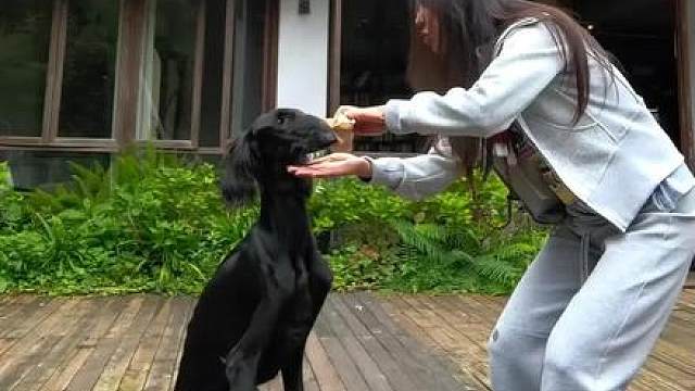 休养了一天的吉祥今天状态好些了，就是特别粘人需要人一直陪着它，但凡没看到人它就会恐慌到处找，或许是当初被遗弃留下的心理阴影。可能还有些防备上午带不上车，待了一上午感觉好些了，下午我们就送去医院给它做全身检查和治疗