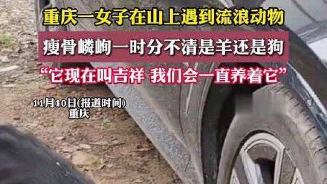11月10日(报道时间)，重庆。重庆一女子在南山上遇到流浪动物，瘦骨峋，一时分不清是羊还是狗。经过一系列检查治疗，身体有明显好转。现在女士已将狗狗收养，因为有点像羊，故取名吉祥。