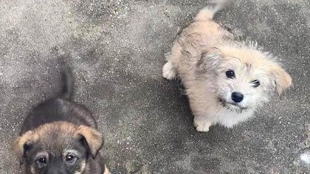 它俩回了新家玩的挺开心，我比它俩更开心