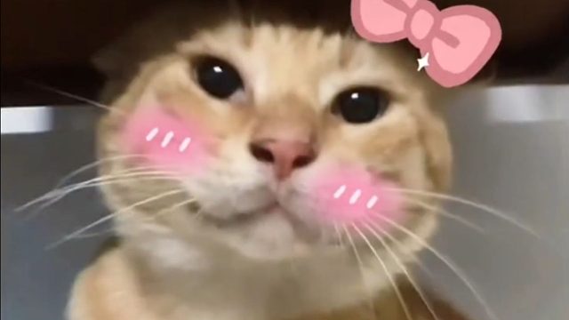 第57次取消哈气