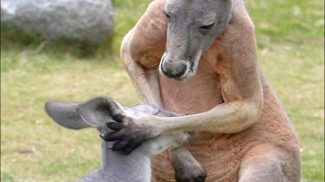 好消息：爱情来了 坏消息：被扇跑了