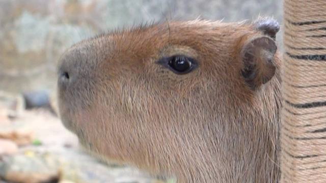 这根草咱非吃不可吗