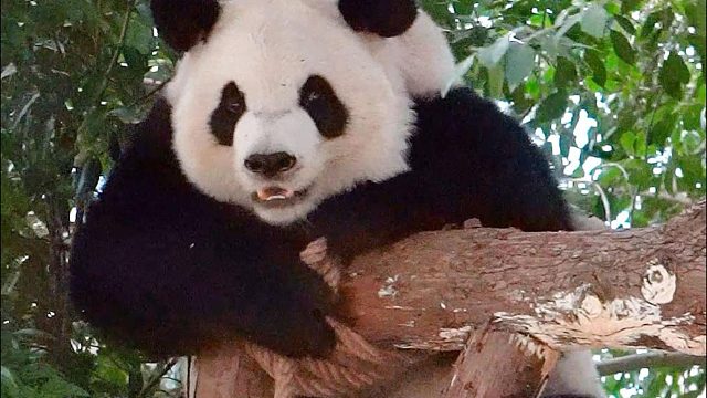 秋千秒变“猫爬架”