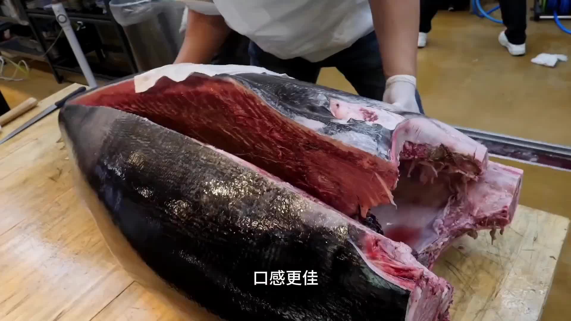 蓝鳍金枪鱼为何能作为鱼中贵族。