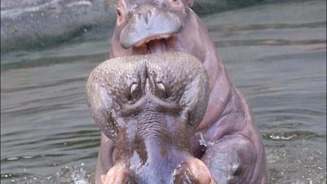 河马母子的午后嬉戏时光