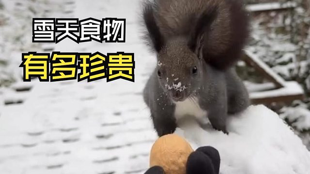 那些动物们的用餐时间！