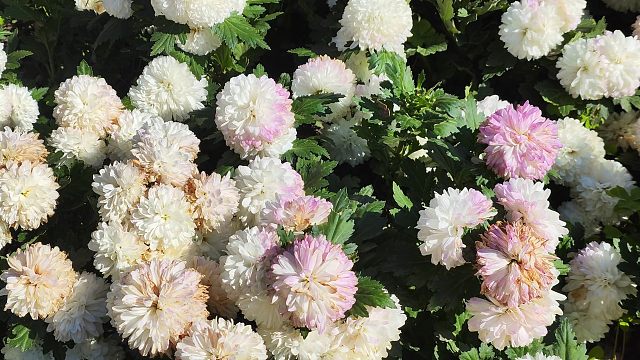 上海杨浦区最美公园！