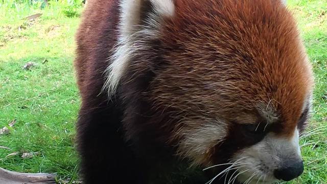 莫得感情的干饭机器