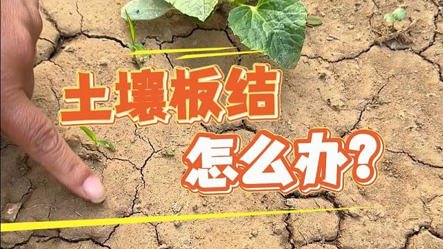 土壤板结不透气？别着急，我有小妙招
