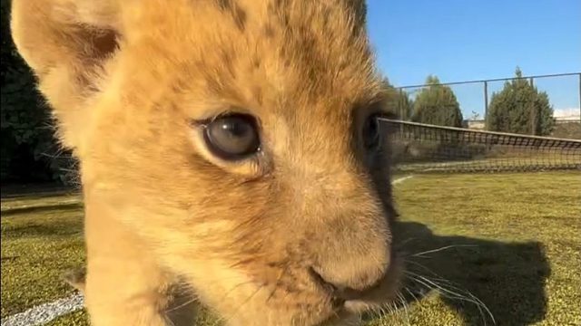 如何用叫声吸引小狮子