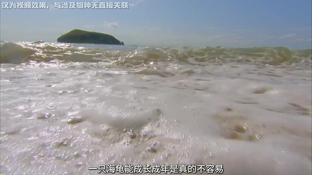 【陈睿】名字如此之“狂”，竟是“哥斯拉”的天敌