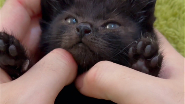 沉浸式撸小猫咪