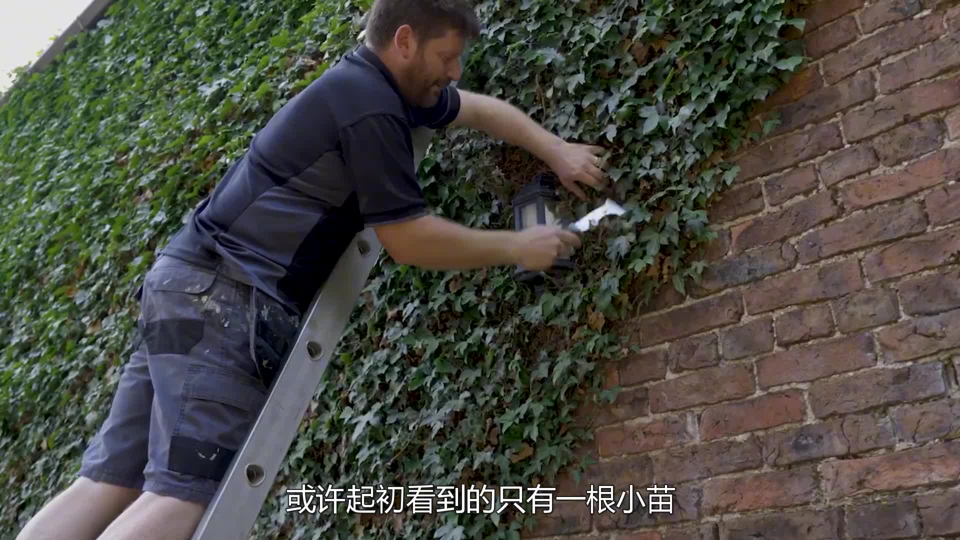 沉浸式清理爬墙植物，大片常春藤被揭下