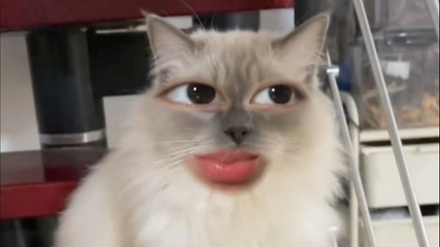 你家的小猫为啥不爱叫？