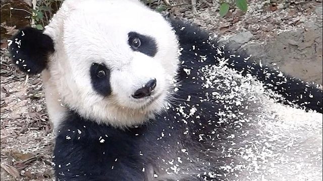 大小姐有点小脾气这很正常