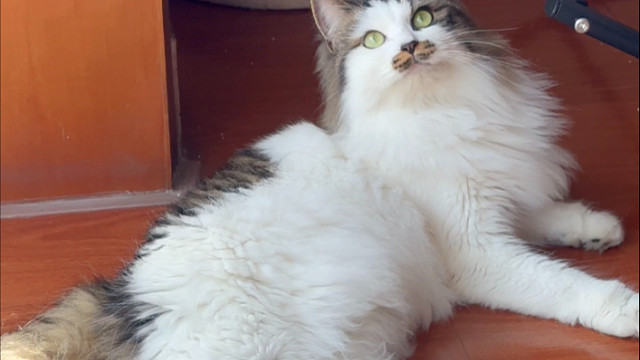 我是如此的幸福，有小猫真好