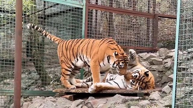 相亲相爱一家虎