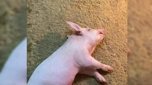 当小小烟在睡觉，长官叫他起床准备开播